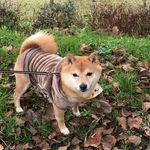 豆柴ソラ