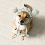 豆柴 ♡ hana
