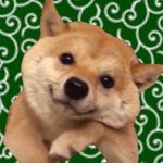 ヤンチャな豆柴 豆千代くんの日常です(ᵔᴥᵔ)