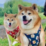 shibainu berry
