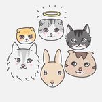 🐰😸😽😺🐱💚❤️💛💜💙bunny & 4cats