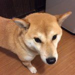 蘇志翔