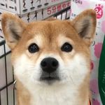 柴犬女子コウ
