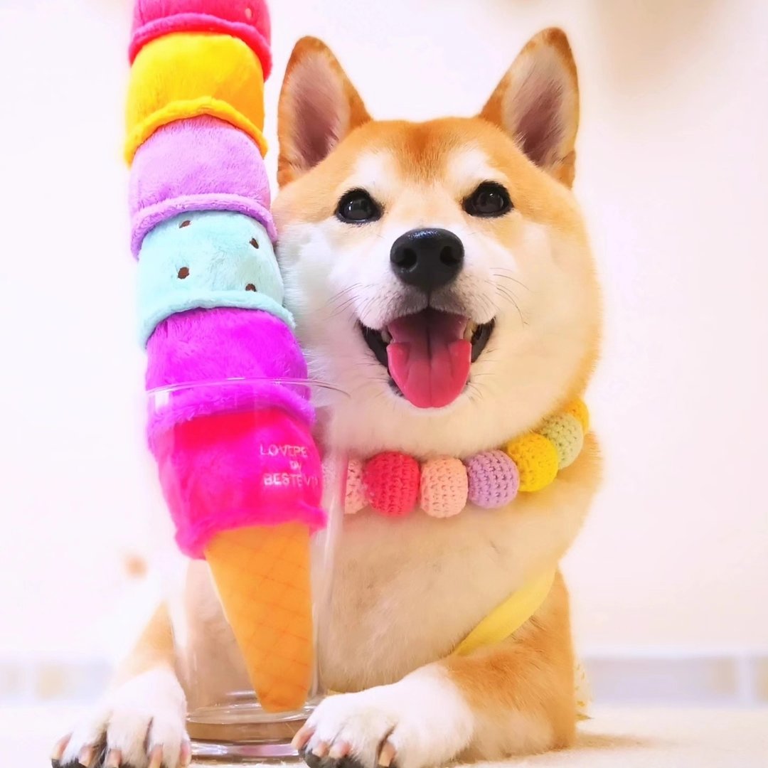 柴犬チャーミー