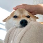 柴犬こてつ君