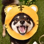 まめ丸