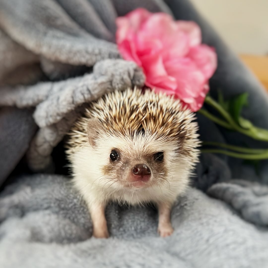 Monaka & Azuki the hedgehog