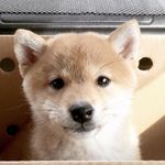 柴犬ハル&雑種すず