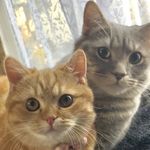 あぽろとジュノ