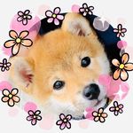 柴犬小雨