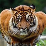 Animal Lovers Community