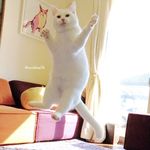無重力猫 ミルコのお家