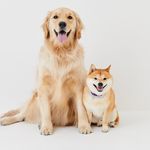 うにandおから🐾