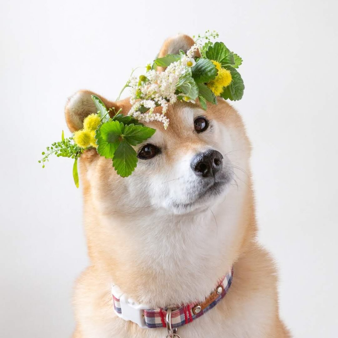 🇯🇵柴犬マロたん。