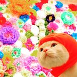 大豆 だいず 猫カフェ 猫ざんまい蒲田本店のinstagram人気投稿分析 ランキング
