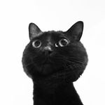 🐈🐈🐈りょっころ