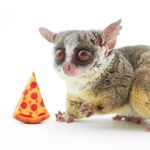 ショウガラゴのピザトル🐵🍕PIZZATORU