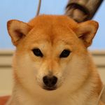 Mogu