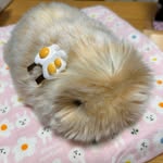 はちょりのもふりん「きいろ」「おでん」