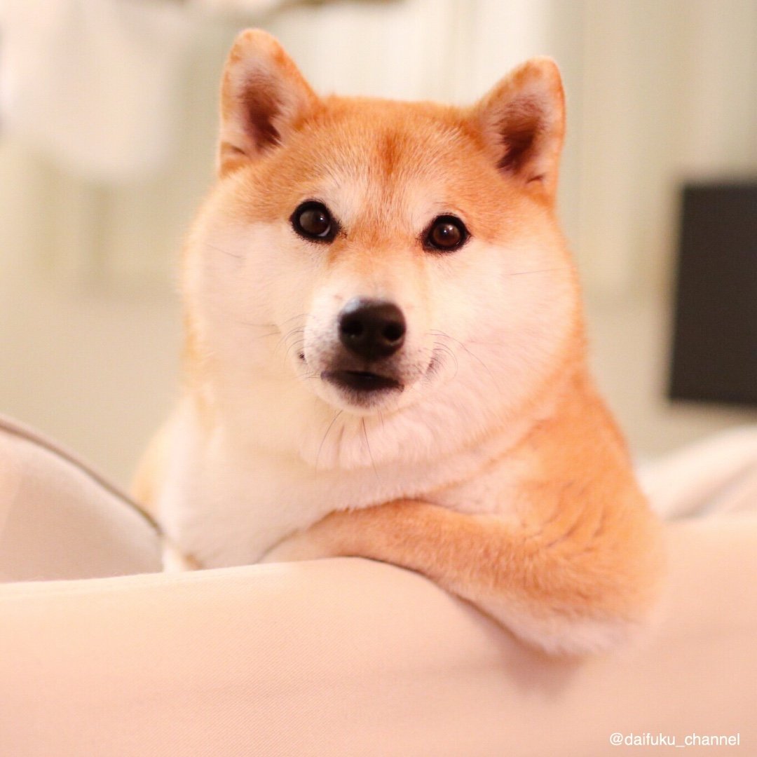 柴犬だいふく