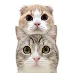 もちまる＆はなまる