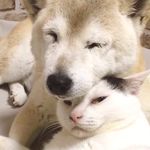 ひだまり日和