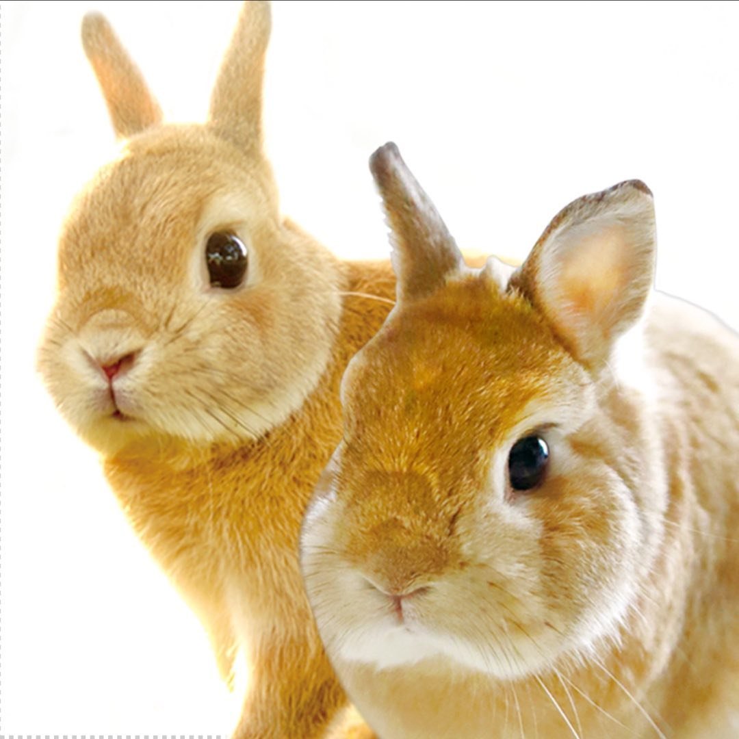 うさぎのモキュ様&ぺるぽ