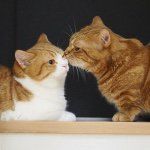 茶太郎💓きなこ💕短足兄妹🐾