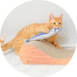 茶トラ猫のみゃお