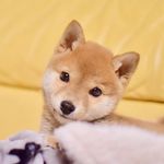 柴犬 りんご郎のinstagram人気投稿分析 ランキング