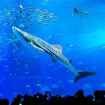 海洋博公園・沖縄美ら海水族館