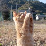 山本 正義 Masayoshi Yamamoto 立ち猫®︎