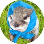 かわうそ くるる(Otter_Qoo)
