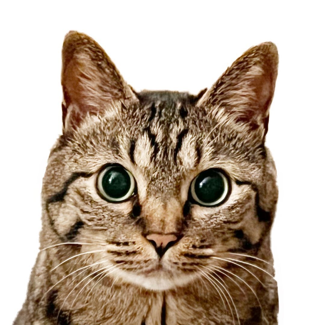 ぽんひろ🐱りくとそらと三人暮らし