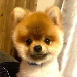 喜助 極小ポメラニアン