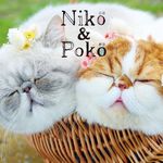 Niko&Poko🐾ニコ姉さんとポコ坊や