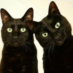 黒猫兄弟 ななとはち