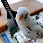 ハタボー