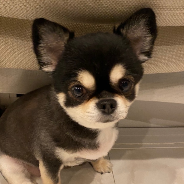 ここまる。🐶🎀