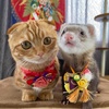 あにまるファミリー/6猫2フェレット
