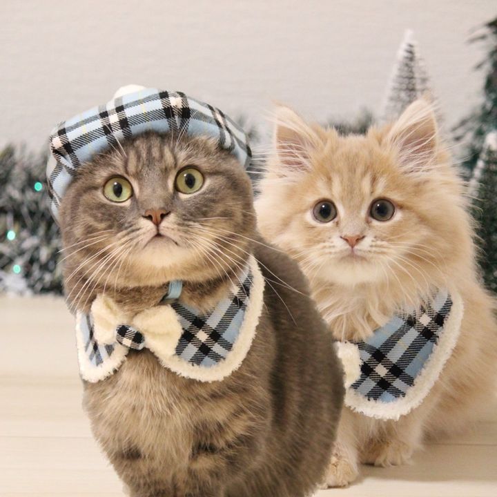 アクアとフランマ🐈🐾💙🧡