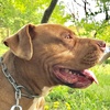 BounceThePitbullバウンスチャンネル🇯🇵