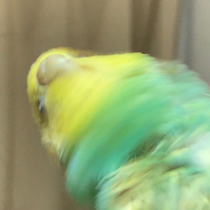 ちいた/Chita🦜💭ASMR