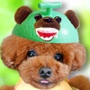 チャッピーたん🐻🐾
