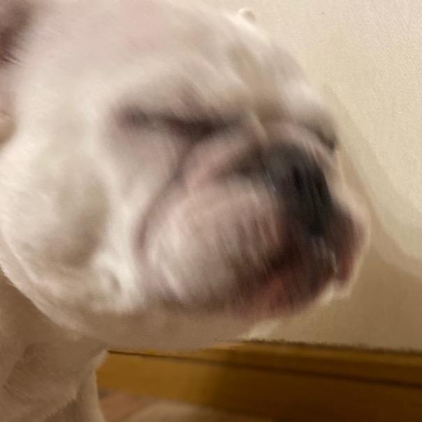 はなちゃん 🐖