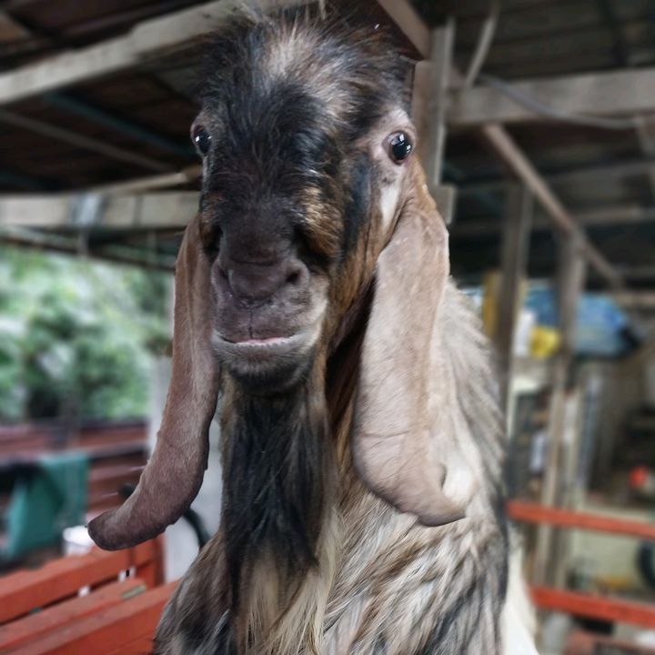 KambingYangAneh