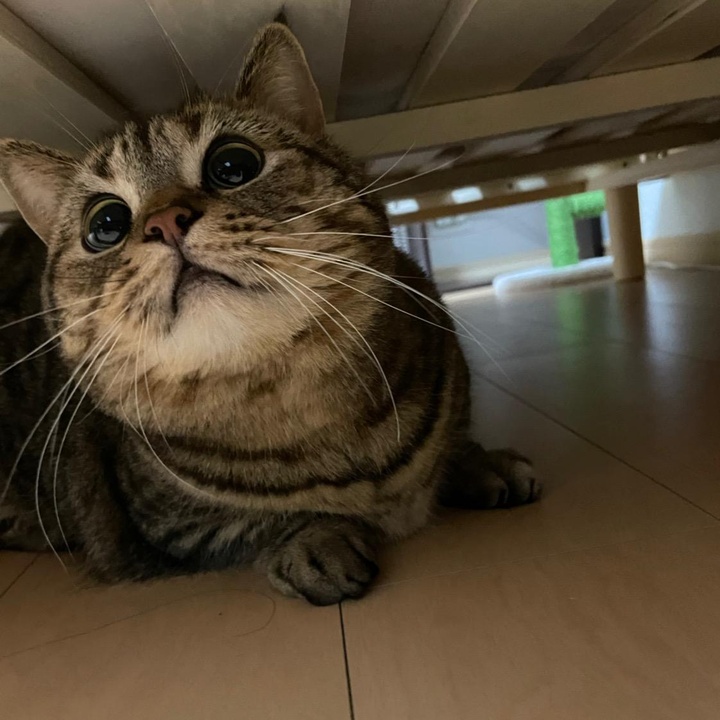 こでぶのこぶちゃん&ねちねちのねちちゃん