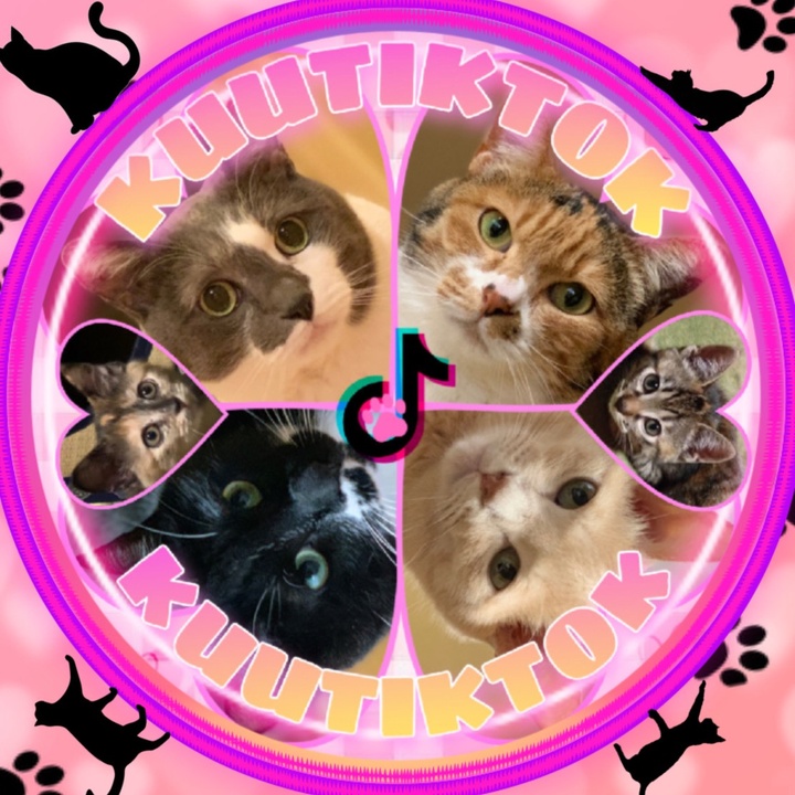 くぅ🐱TikTok猫部🌸🍀