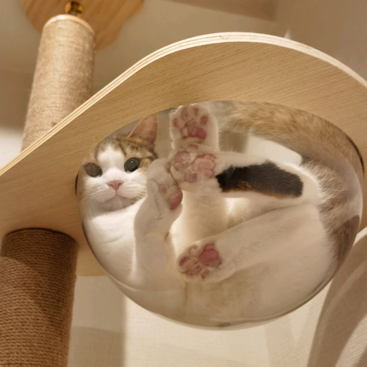 栗家のモモ🍑ちゃんとレン君🥜