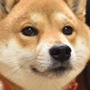 ムックパパ🔶🐾